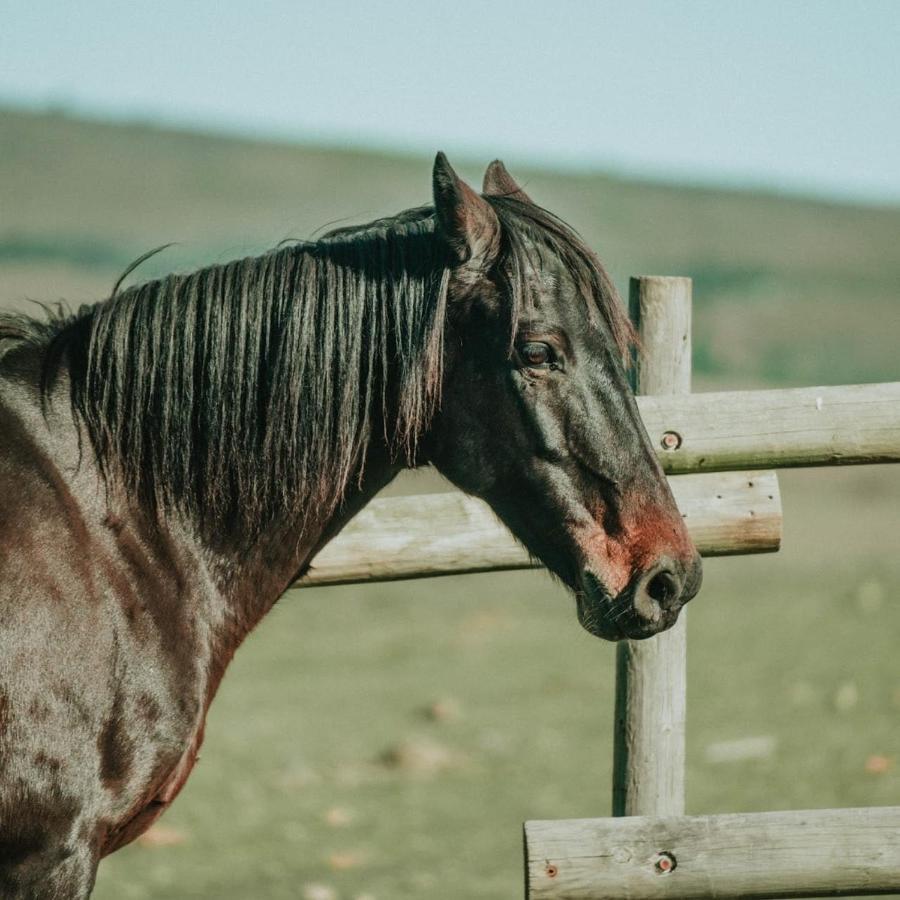 Oudebosch Guest Farm Villa Riversdale Eksteriør bilde